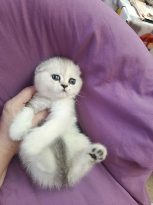 Продаются котята серебристые шиншиллы
