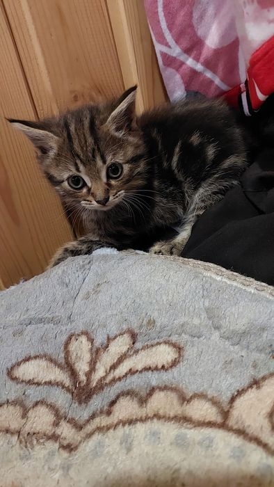 Котята скоттиш страйт
