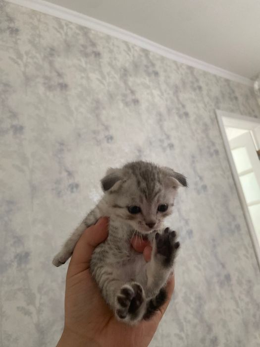 Шотландские кошки