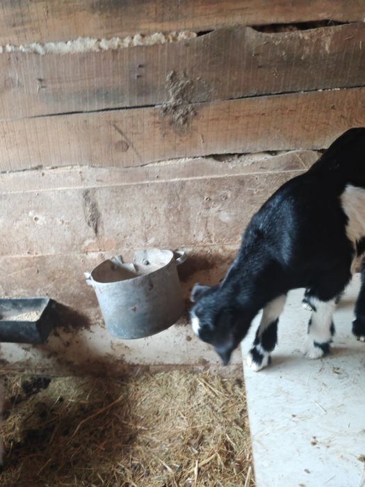 Срочно продам козлят