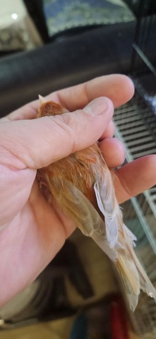 Канарейка нарлар.