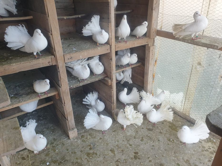 Porumbei albi voiajori si infoiati