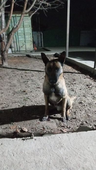 Продам бельгийскую овчарку