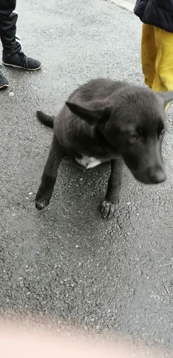 Срочно!!! Пристраиваем собачку!!!