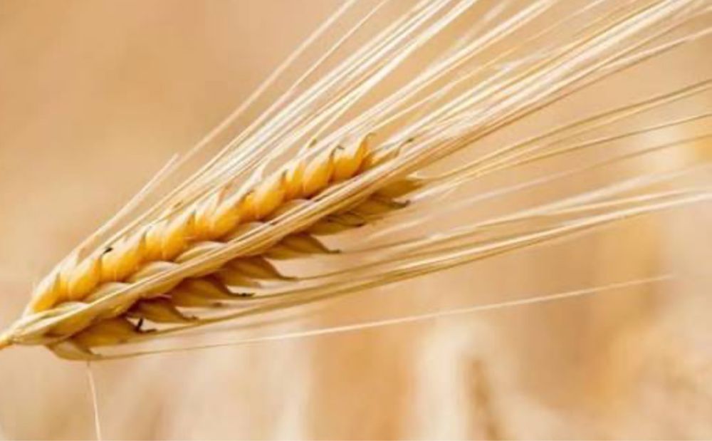 Продам ячмень, отруби и отходы