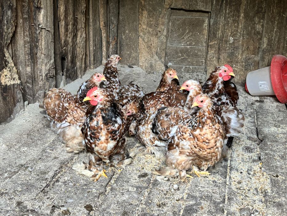 Oua găini cochinchina pitic