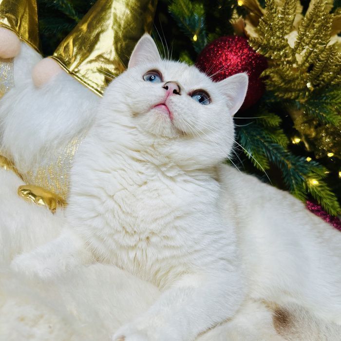 Шикарная британка