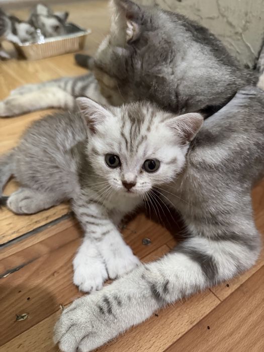 Скоттиш страйт Котенок девочка 1,5мес