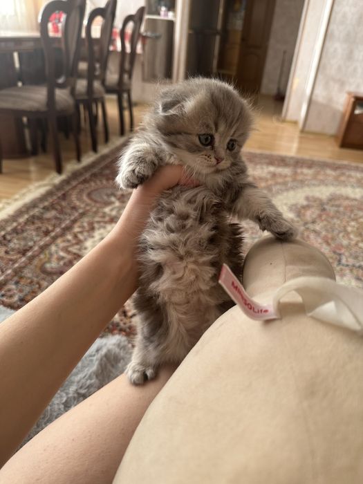 Котенок скотиш фолд