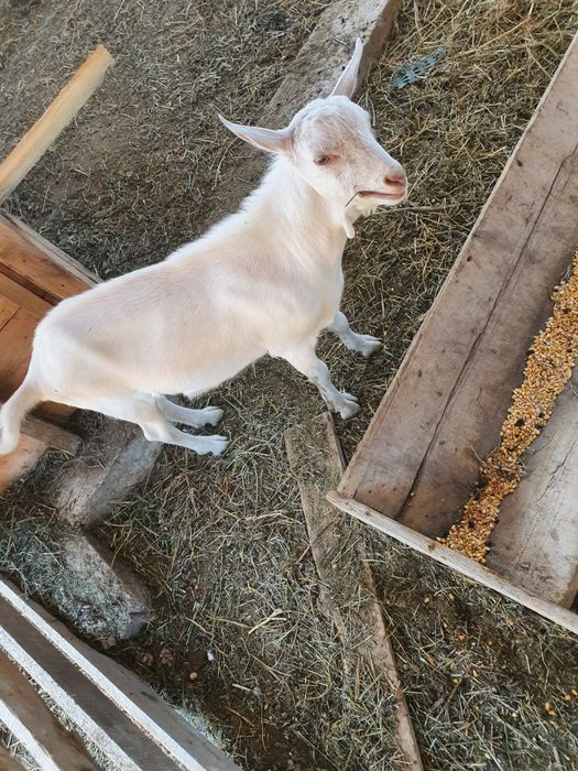 Vand tapi saneen pret negociabil sau schimb cu capre bune de lapte