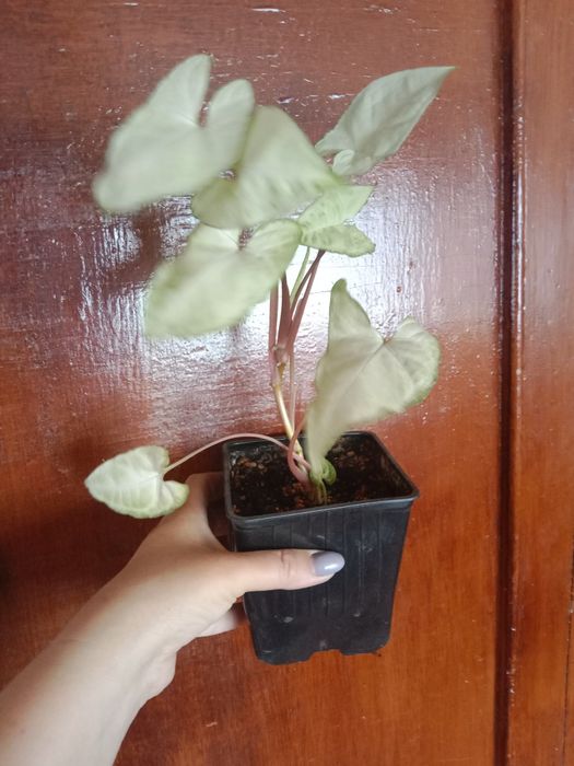 Продам цветочки...