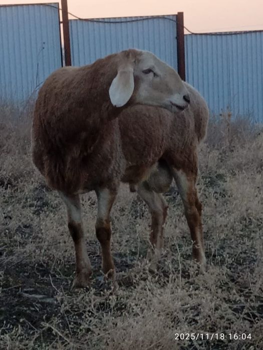 Кошкар арашан на продажу