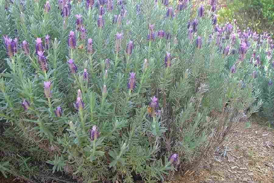 Levantica lavandula Salvia siberiana