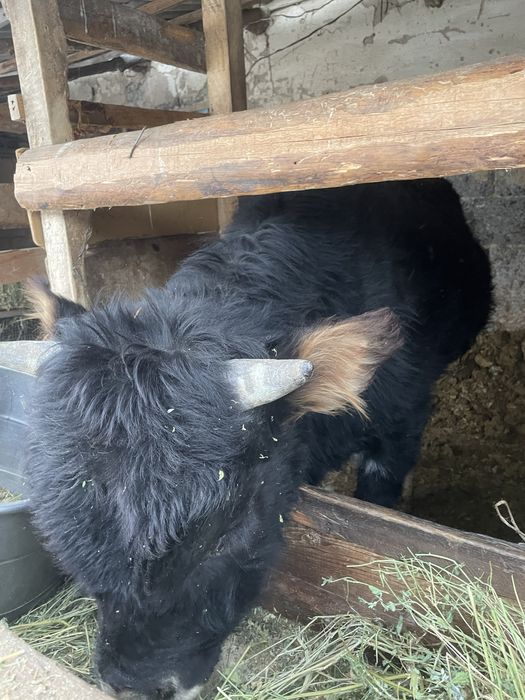 Продам срочно быка торг