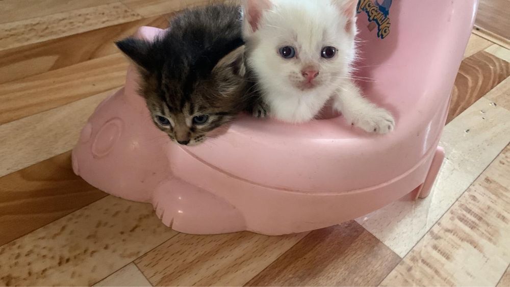 Отдам котят бесплатно