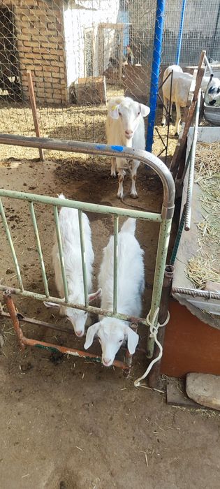 Она бола эчкилар сотилади зотдор