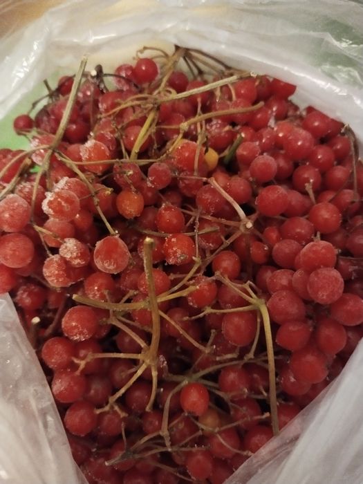 Продам калину дачную