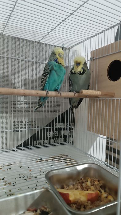 Попугай чех выставочный