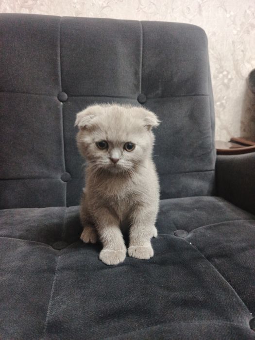 Mushukcha sotiladi aqilli