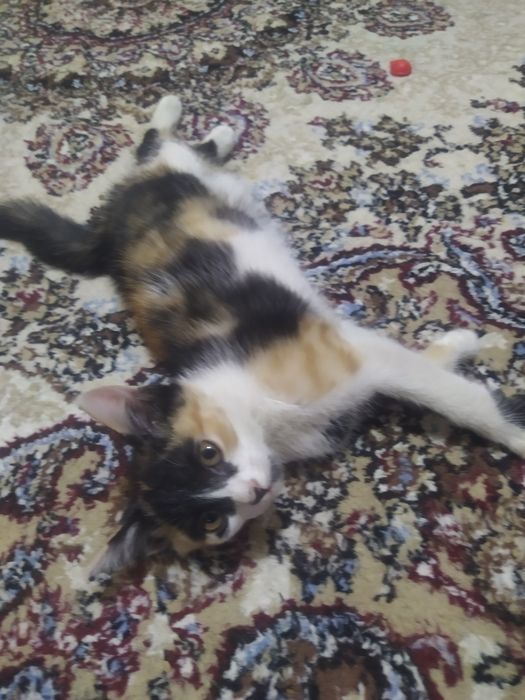 Отдам котят  у добрые руки