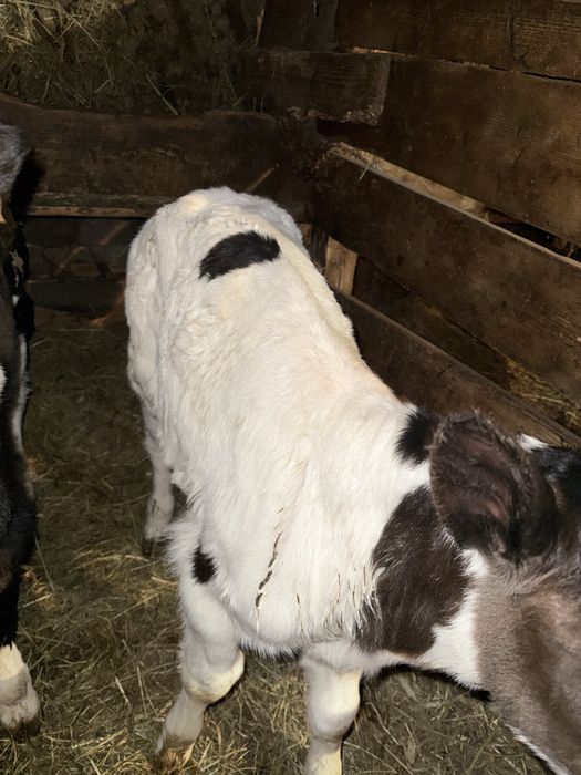 De vanzare 2 vițele