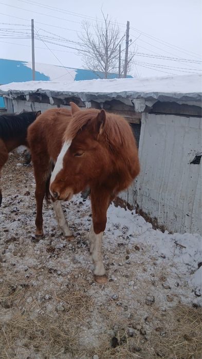 Еркек жабактар сатылады