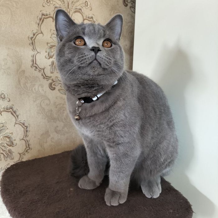 Вязка  кот (сотилмиди)