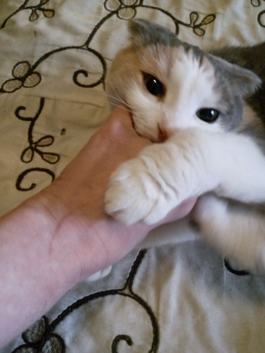 Отдам кошку за вкусняшки