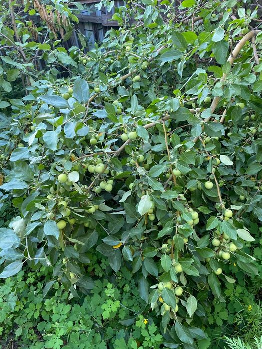 Продам дачу Здоровья