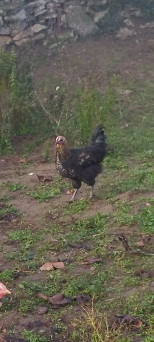 Продавам петлета