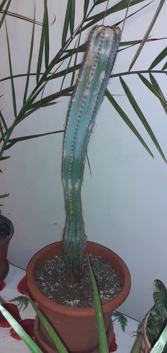 De vanzare cactus