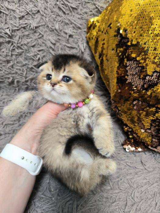 Котята от правильной вязки