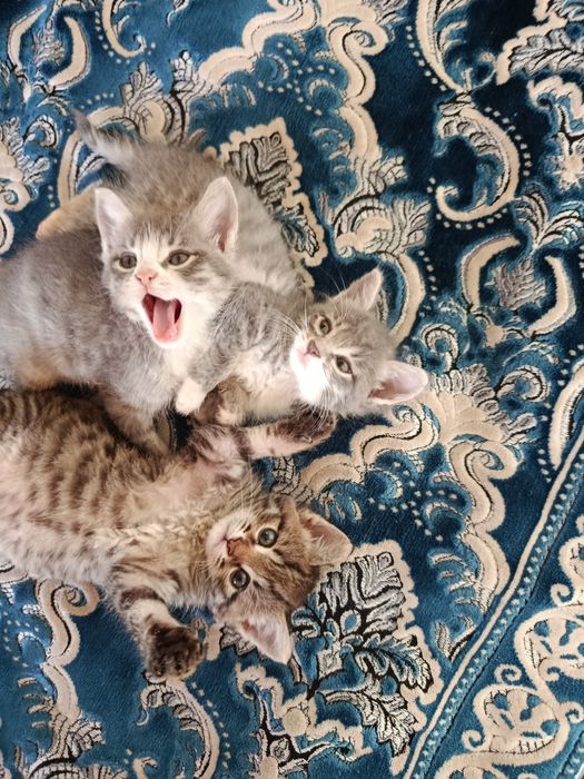 Отдам даром котят