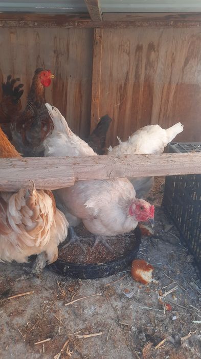 Joydori tovuqlar sotiladi xammasi sog'lom