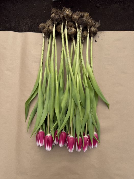 Голландские тюльпаны