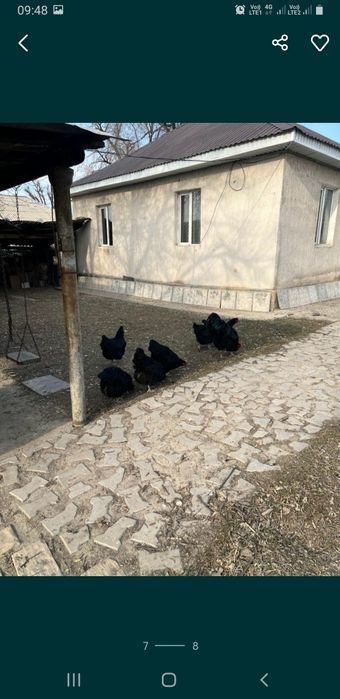 Инкубационные яйца Джерсийский Гигант