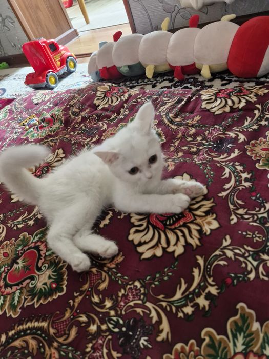 Turetskiy angora