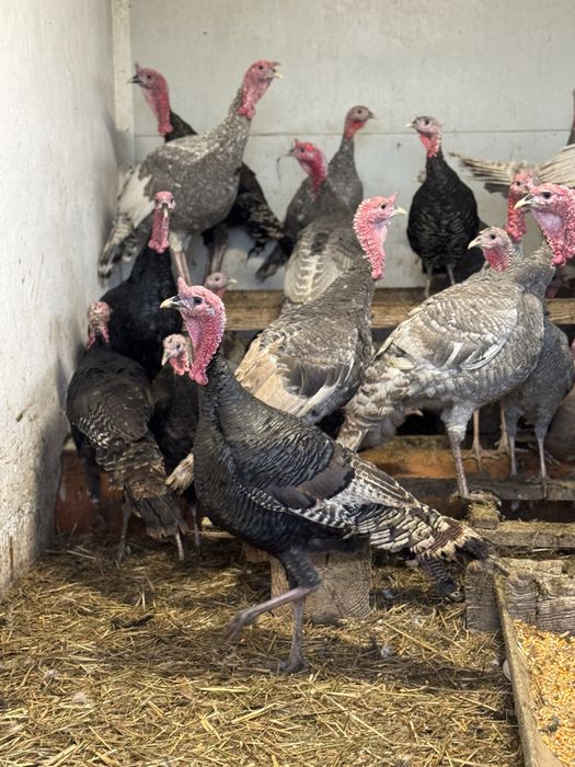 Curci de casă – crescute natural | Vii sau tăiate la cerere