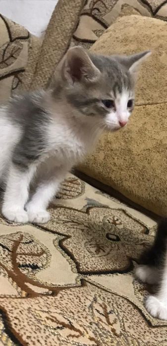 Отдам котят в добрые руки