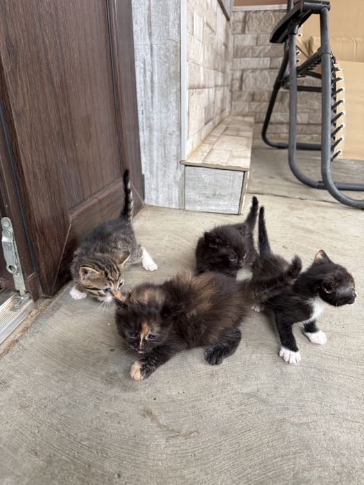 Pisoiaşi jucăuşi pentru adoptie