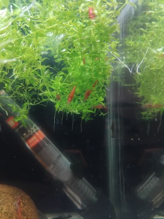 Анциструси супер ред  , обикновени  и скариди  ред чери