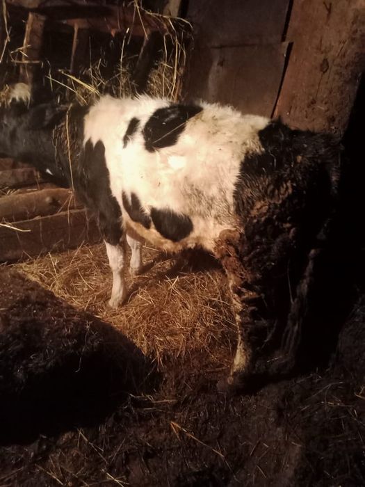 Продам 2 телки,1 бык