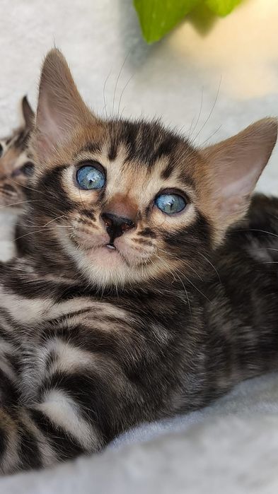 Бенгальские КОТЯТА  - под резерв
