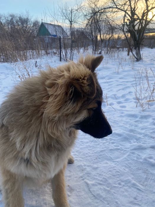 Отдам щенят бесплатно