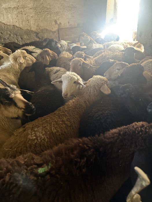 Кой  Баран  Алматы   Есть достовка