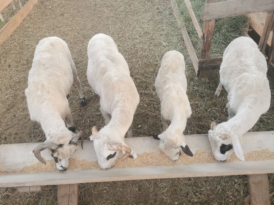 Vând 3 berbecuți și o miala din rasa  Țurcană
