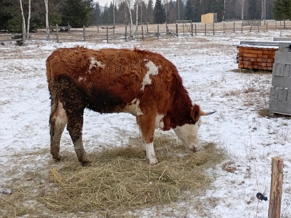 Vînd 5 juninci bălțată romineasca