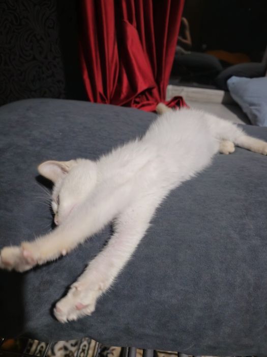 Котёнок белый мальчик в добрые руки