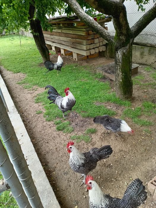Gaini și cocos brakel de vinzare
