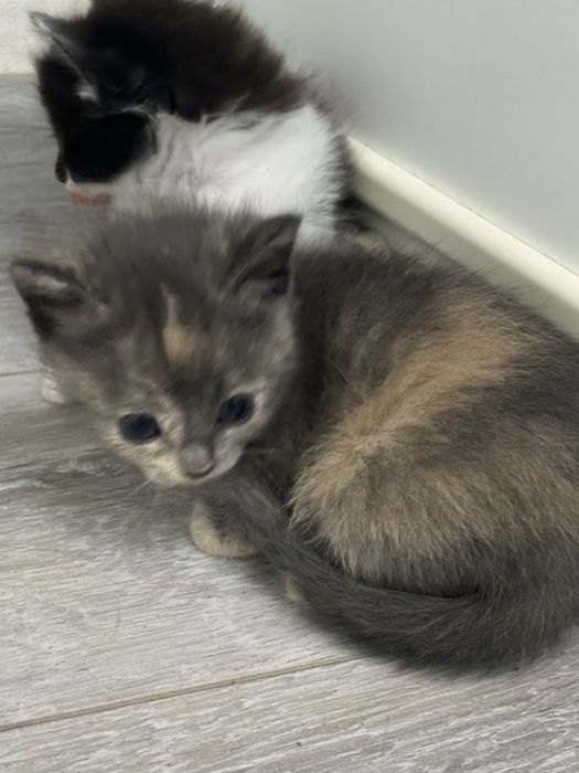 Отдам котят в добрые руки